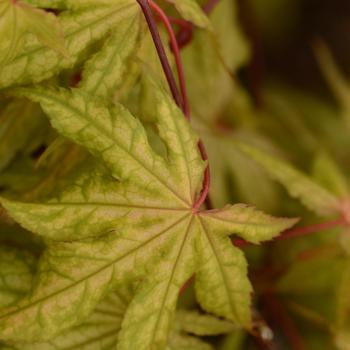 Acer palmatum 'Shigitatsu sawa' 