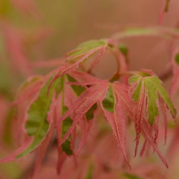 Acer palmatum 'Beni Schichihenge' 