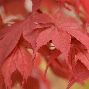 Acer palmatum 'Baby Ghost'