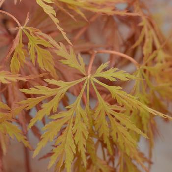 Acer palmatum var. dissectum 'Orangeola' 