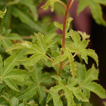 Acer palmatum 'Shishigashira' 