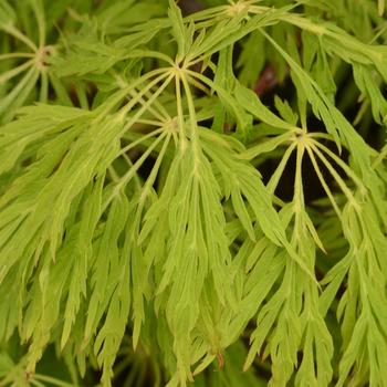 Acer japonicum 'Attaryi' 