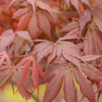 Acer palmatum 'Peve Stanley'