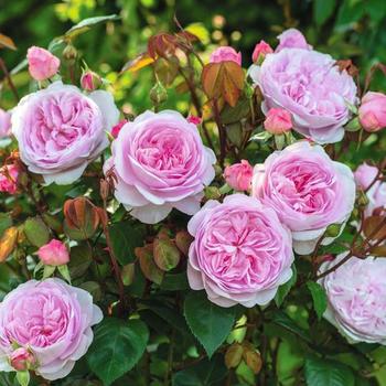 Rosa 'Ausmixture' PP27365