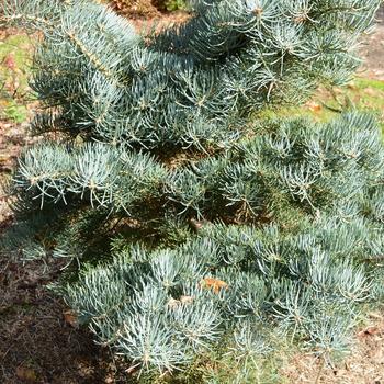 Abies concolor 'Hasta La Vista'