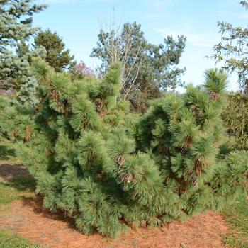 Pinus x schwerinii 'Wiethorst' 