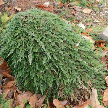 Juniperus horizontalis 'Pancake' 