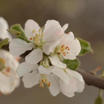 Malus domestica 'Jonathan' 