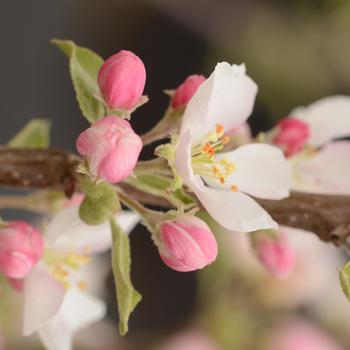 Malus domestica 'Pink Lady®'