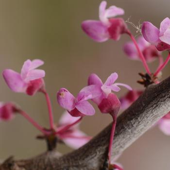 Cercis canadensis 'Pink Heartbreaker' PP23043