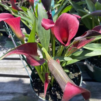 Zantedeschia rehmannii 'Pink' 