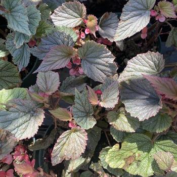 Begonia coccinea