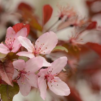 Malus 'Royal Raindrops®'