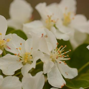 Malus 'Lollizam' 