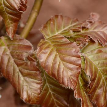 Fagus sylvatica 'Red Obelisk' 