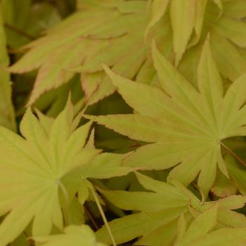 Acer shirasawanum 'Autumn Moon' 