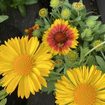 Gaillardia aristata 'Series' 