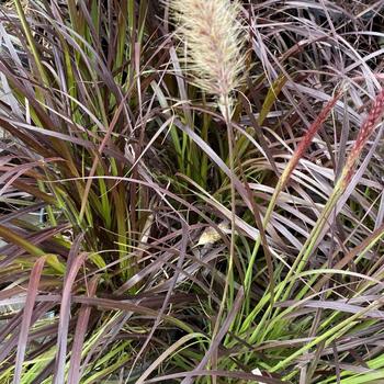 Pennisetum setaceum 'Cupreum' 