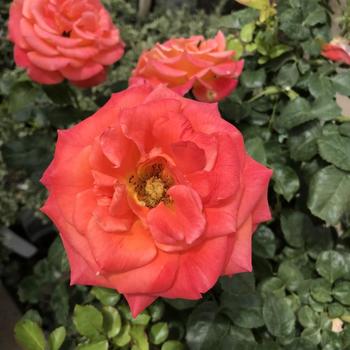 Rosa 'WEKlovapkemu' PPAF