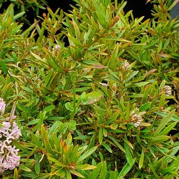 Grevillea 'Pink Midget' 