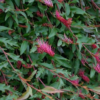 Grevillea 'Poorinda Royal Mantle' 