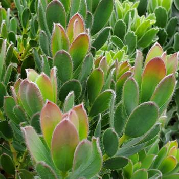 Leucadendron discolor