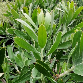 Leucospermum cuneiforme