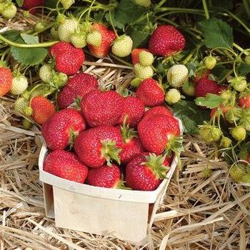 Fragaria x ananassa 'Honeoye' 