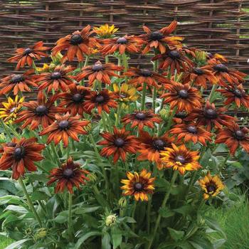 Echibeckia Summerina® 'Orange'