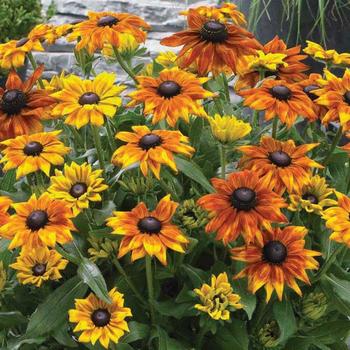 Echibeckia 'Yellow' PPAF