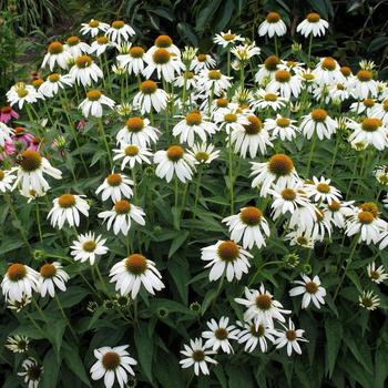 Echinacea 'Crazy White™'