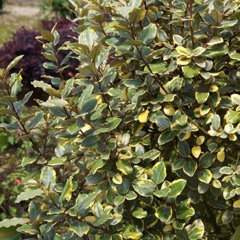 Elaeagnus x ebbingei 'Viveleg' 