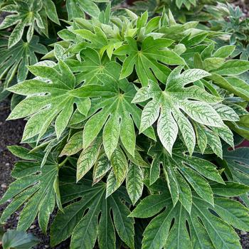 Fatsia japonica 'Spider's Web' 