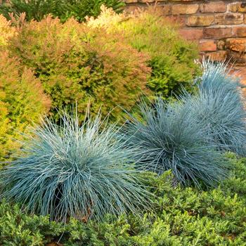 Festuca glauca 'Beyond Blue™'