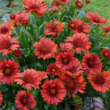 Gaillardia 'Celebration' PP26969