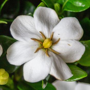 Gardenia 'Diamond Spire®'