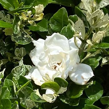 Gardenia 'Leeseven' 