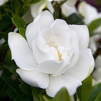 Gardenia jasminoides 'Lee One' PP21983