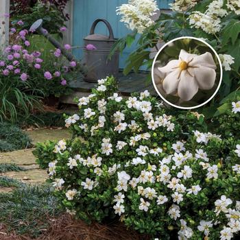 Gardenia jasminoides 'ScentAmazing™'