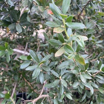 Leptospermum turbinatum 'Flat Rock' 