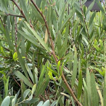 Acacia longifolia