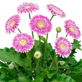 Gerbera Garden Jewels™ 'Frosted Hot Pink'