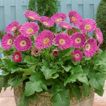 Gerbera Garden Jewels™ 'Fuchsia'