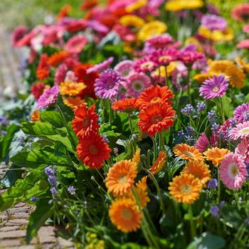 Gerbera 'Mix' 