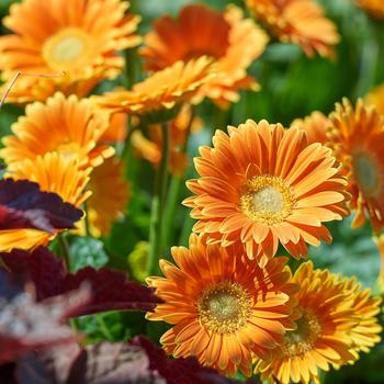 Gerbera Garden Jewels™ Orange