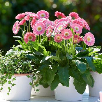 Gerbera Garden Jewels™ 'Pink'