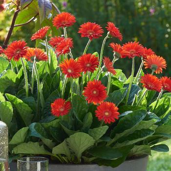 Gerbera Garden Jewels™ Red