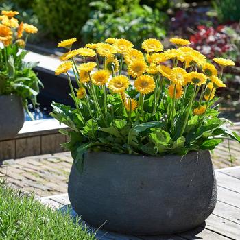 Gerbera 'Sweet Smile' PPAF