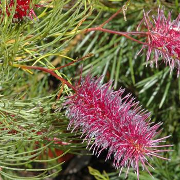 Grevillea 'Eternal Pink Glory'