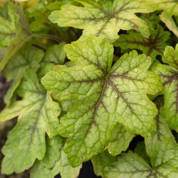 Heucherella 'Alabama Sunrise' PP19611